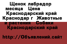 Щенок лабрадор 2 месяца › Цена ­ 10 000 - Краснодарский край, Краснодар г. Животные и растения » Собаки   . Краснодарский край